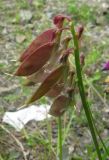 Vicia nervata