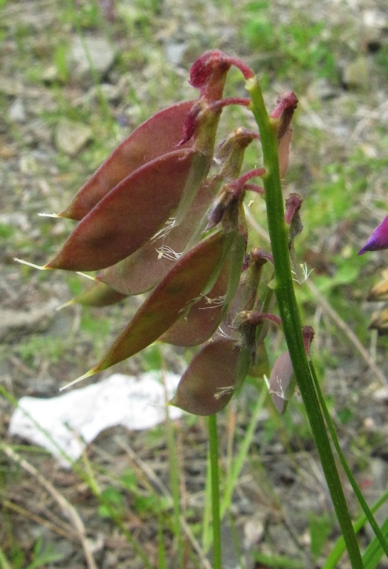 Изображение особи Vicia nervata.