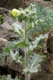 Hyoscyamus albus. Верхушка цветущего растения. Южный Берег Крыма, гора Аю-Даг, берег моря. 29 апреля 2009 г.