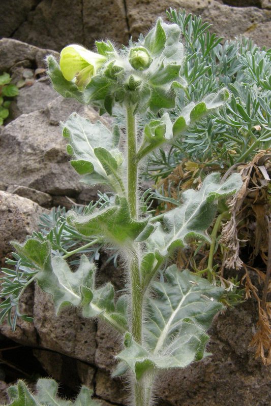 Изображение особи Hyoscyamus albus.