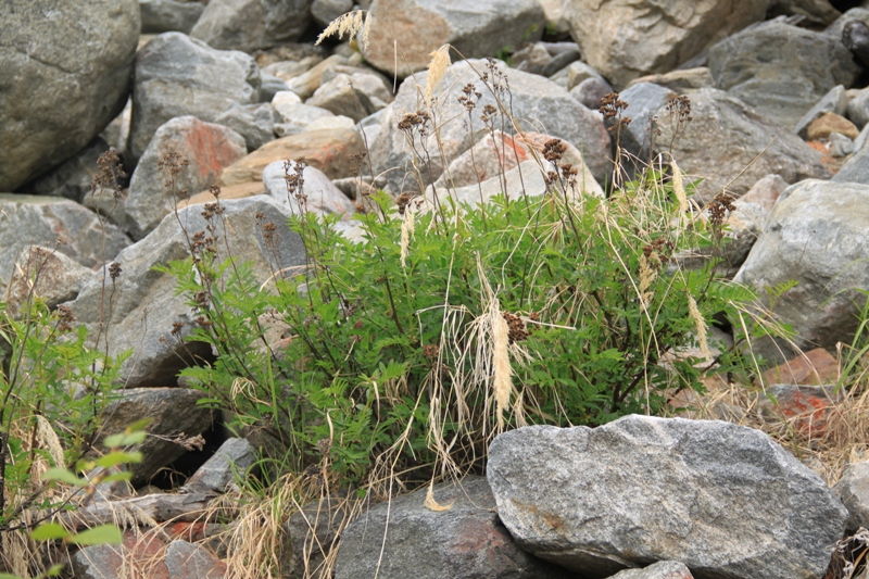 Image of Sorbaria grandiflora specimen.