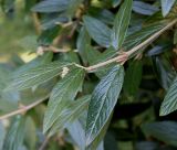 Viburnum × pragense