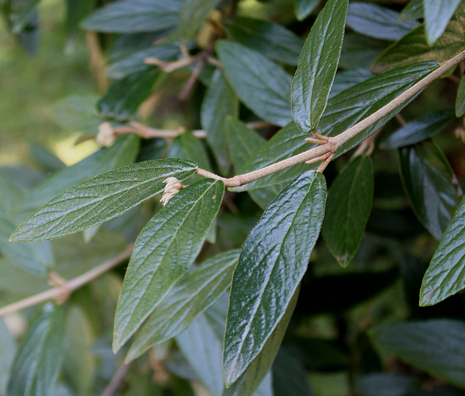 Image of Viburnum × pragense specimen.