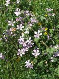 Malva sylvestris