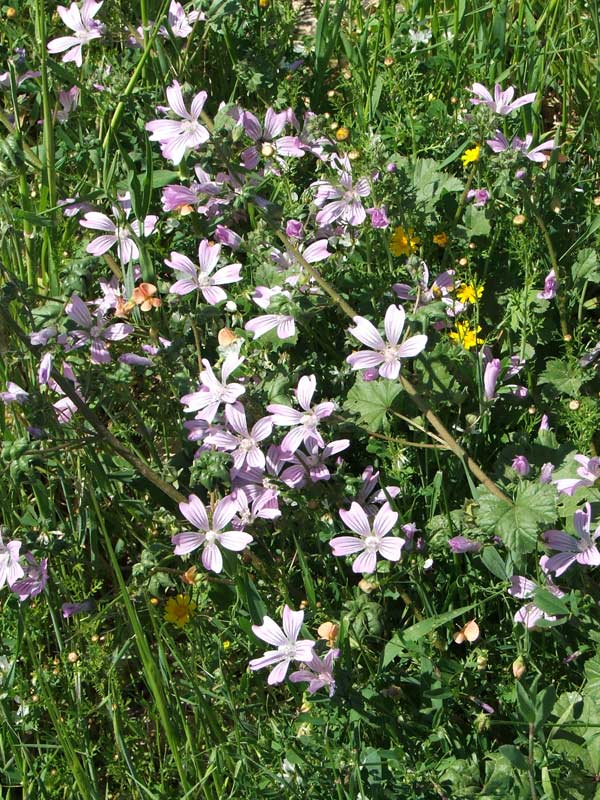 Image of Malva sylvestris specimen.