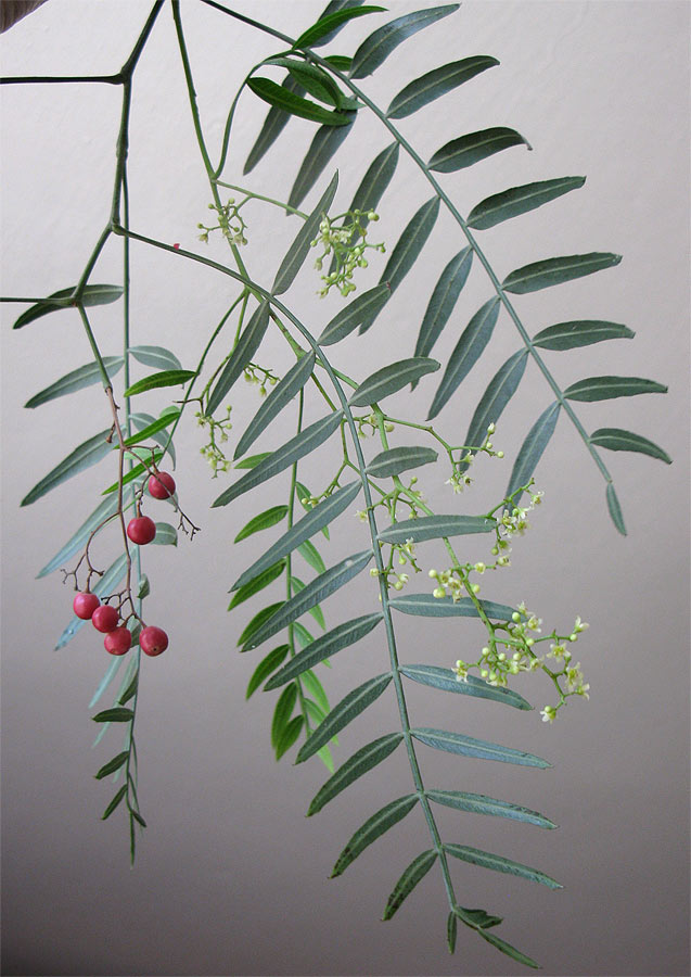 Image of Schinus molle specimen.