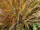 Calamagrostis brachytricha