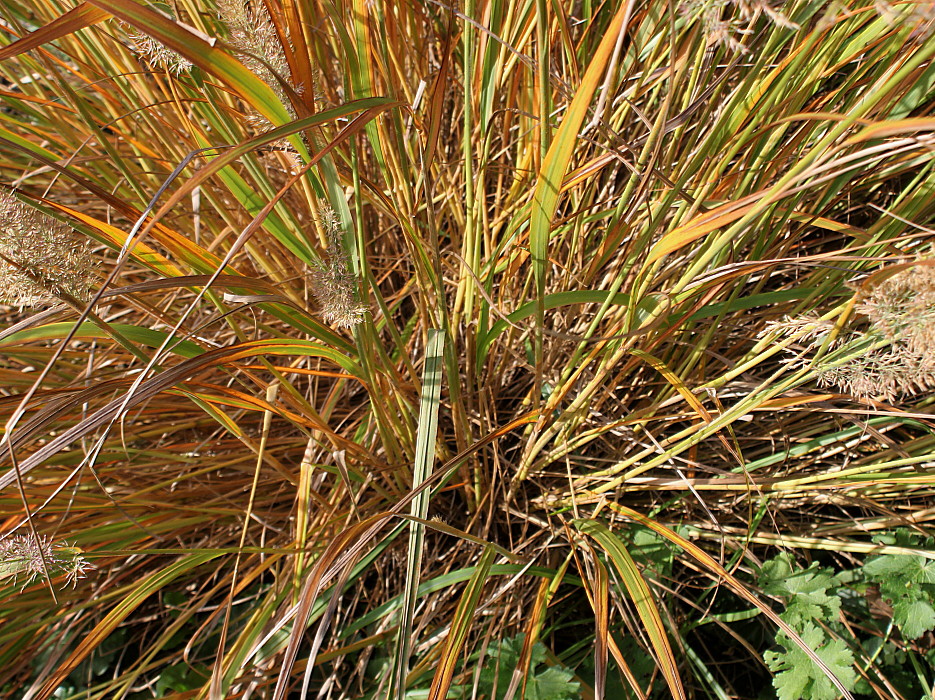 Image of Calamagrostis brachytricha specimen.