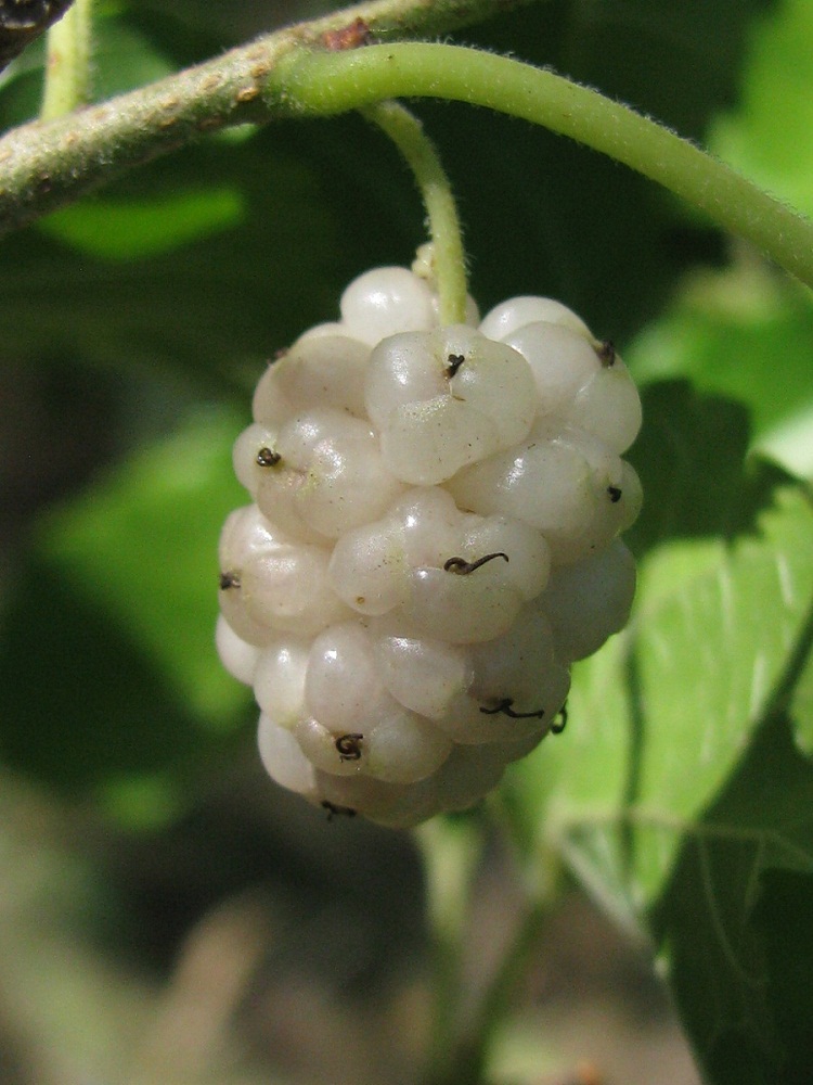 Image of Morus alba specimen.