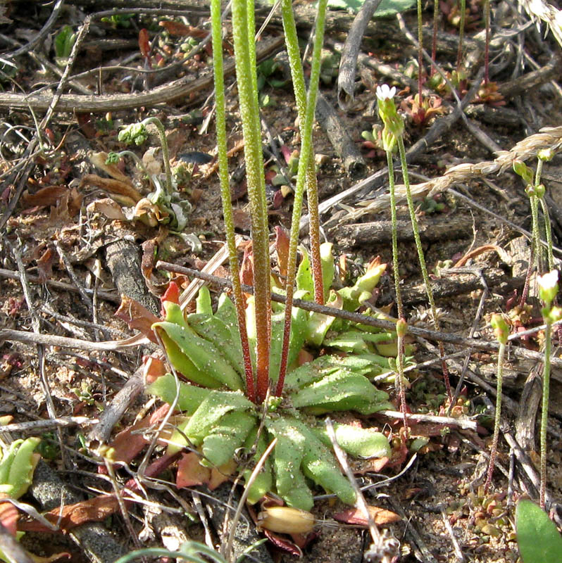 Image of Androsace septentrionalis specimen.