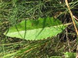 Verbascum ovalifolium