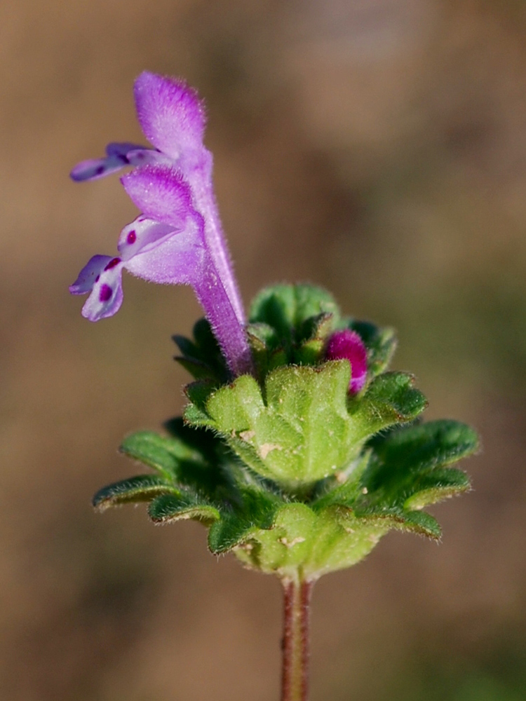 Image of Lamium amplexicaule specimen.