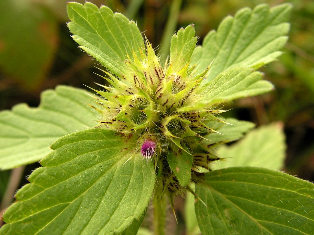 Изображение особи Galeopsis bifida.