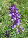 Vicia villosa. Соцветие. Украина, г. Запорожье, пос. Солнечный, балка, степной участок. 29.06.2011.