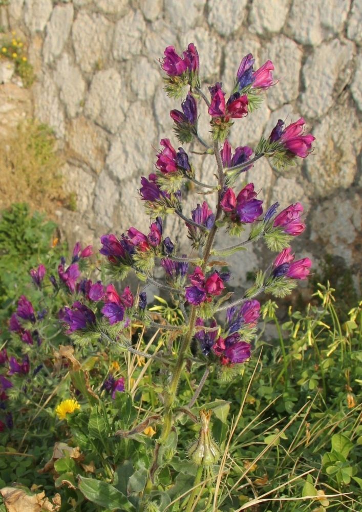 Изображение особи Echium plantagineum.