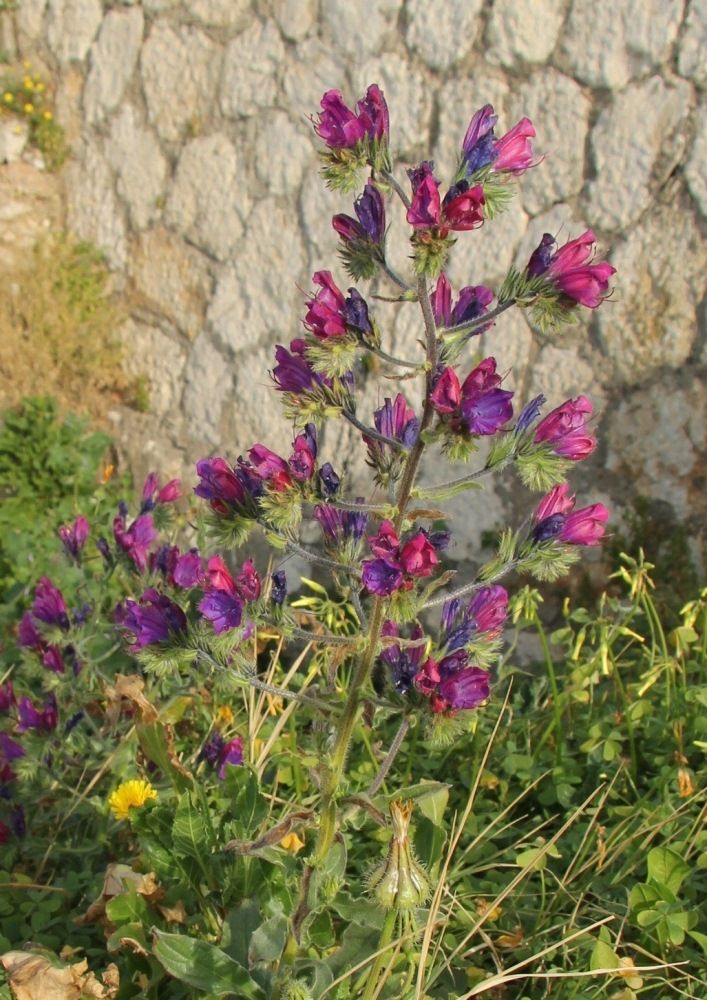 Image of Echium plantagineum specimen.