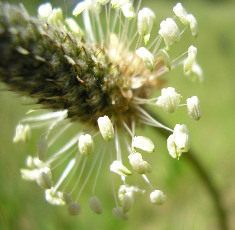 Изображение особи Plantago lanceolata.