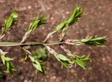 Euonymus alatus