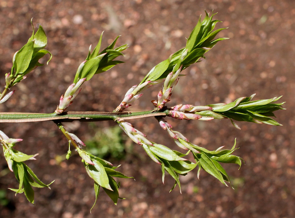 Изображение особи Euonymus alatus.