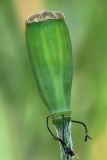 Papaver albiflorum