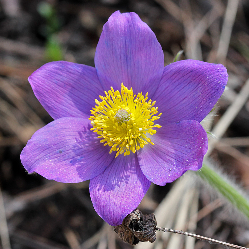 Image of Pulsatilla patens specimen.
