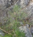 Foeniculum vulgare. Лист. Южный берег Крыма, мыс Никитин, скала возле берега моря. 21.05.2013.