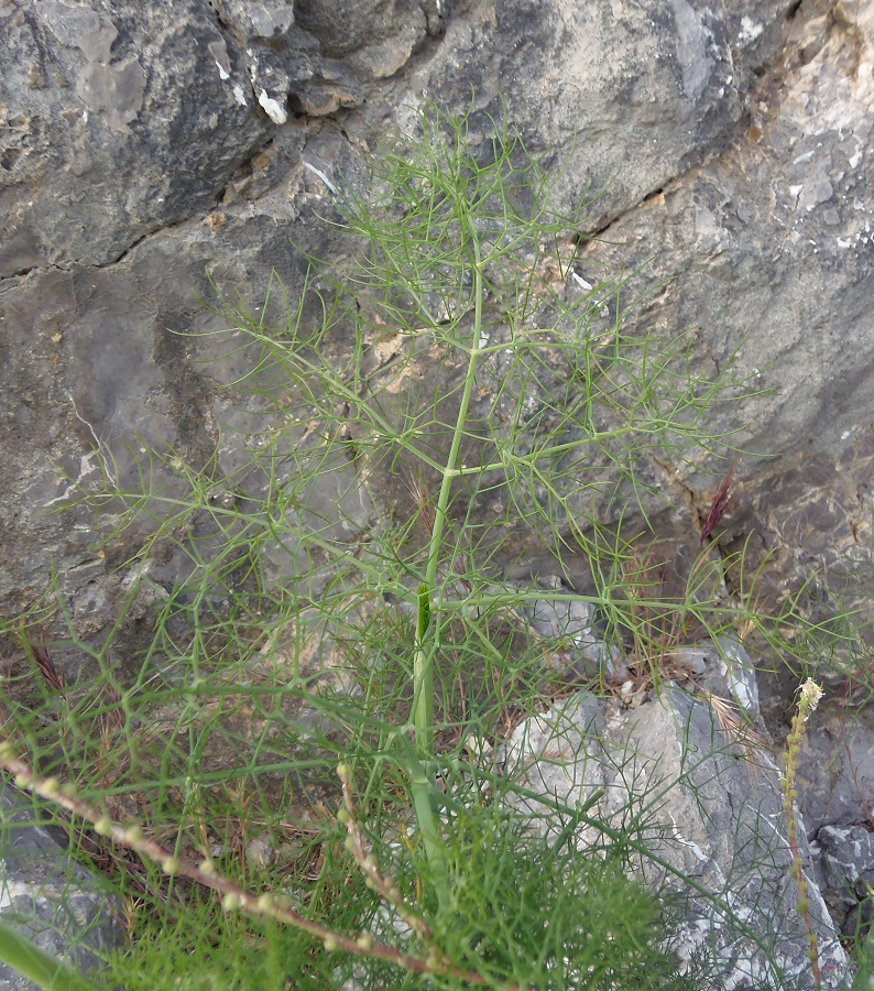 Image of Foeniculum vulgare specimen.