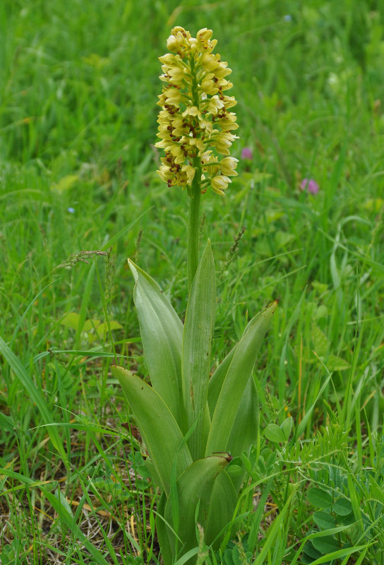 Изображение особи Orchis punctulata.