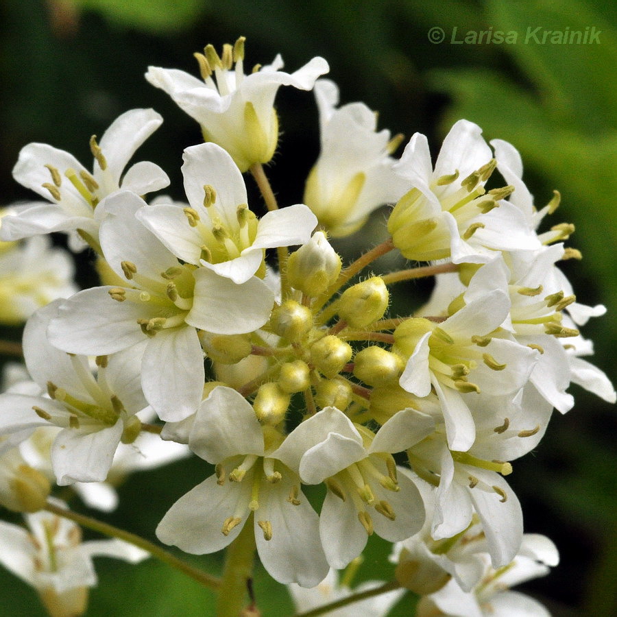 Изображение особи Cardamine leucantha.