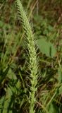 Plantago cornuti