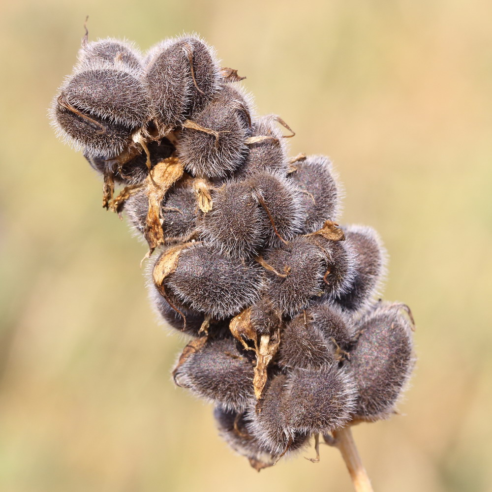 Изображение особи Astragalus cicer.