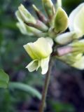 Oxytropis macrocarpa