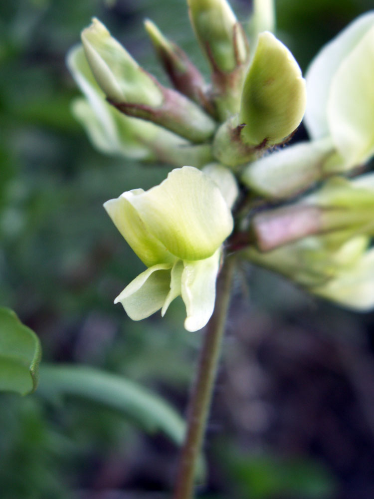 Image of Oxytropis macrocarpa specimen.