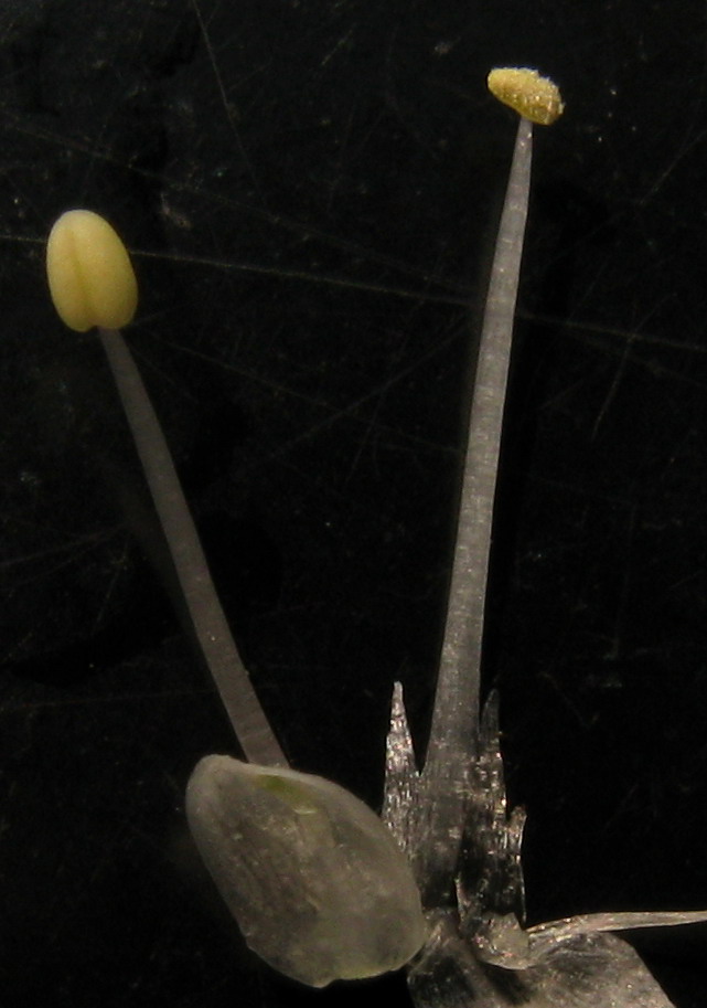 Изображение особи Allium monachorum.