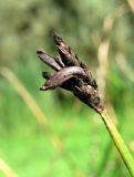 Eleocharis palustris