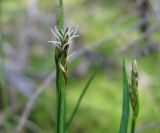 Carex chordorrhiza. Верхушки генеративных побегов с соцветиями. Костромская обл., заповедник \"Кологривский лес\". 30 мая 2013 г.