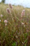 Trifolium arvense