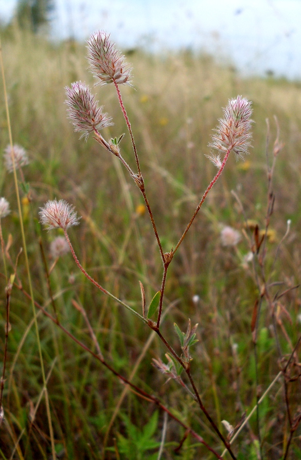 Image of Trifolium arvense specimen.