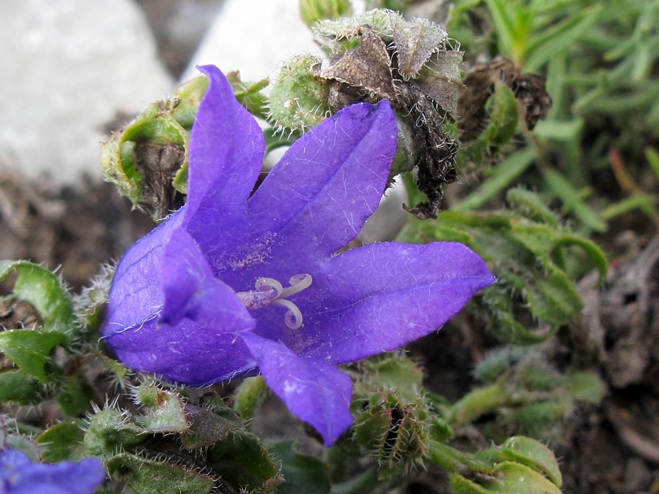 Изображение особи Campanula komarovii.