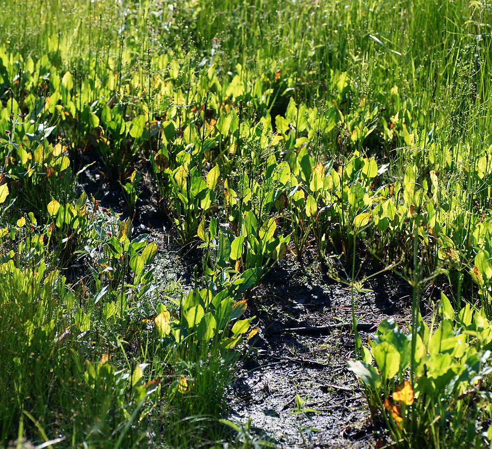 Image of Alisma plantago-aquatica specimen.