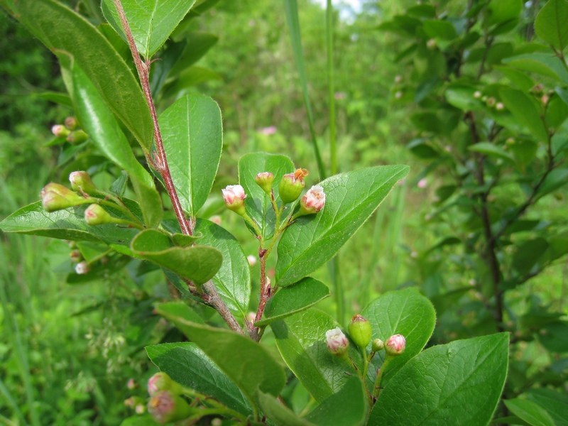 Image of Cotoneaster lucidus specimen.