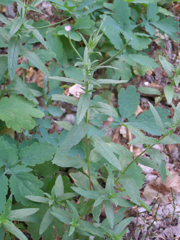 Image of Epilobium tetragonum specimen.