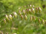 Melica nutans. Соцветия. Хабаровский край, Ванинский р-н, окр. пос. Высокогорный. 09.06.2013.