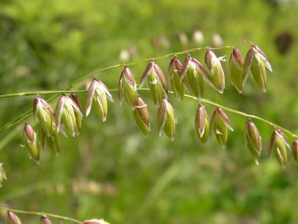 Image of Melica nutans specimen.