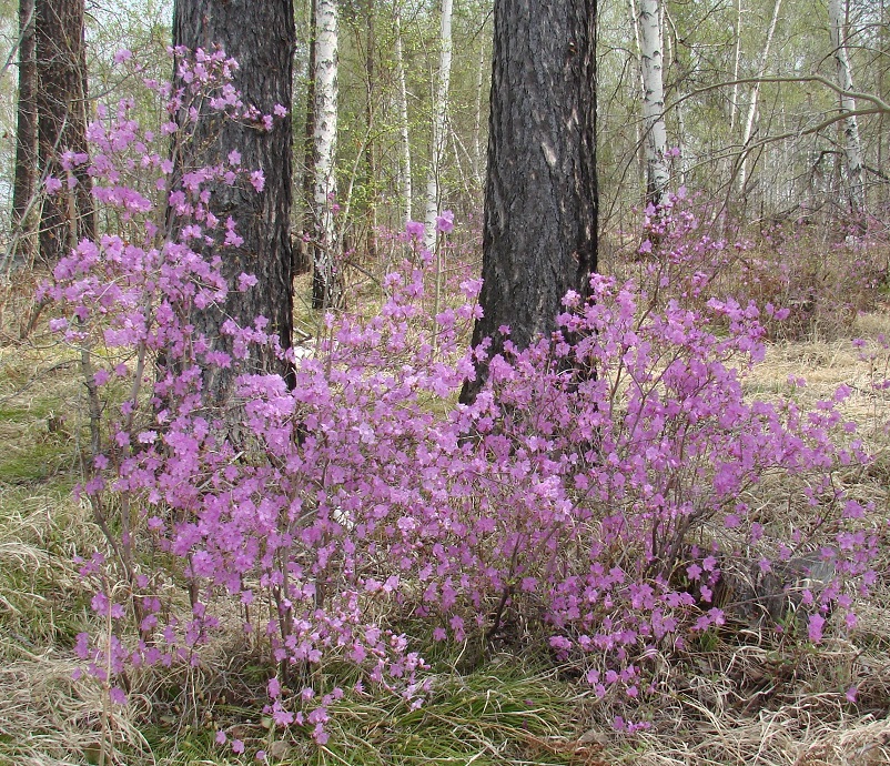 Image of Rhododendron dauricum specimen.