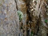 Arabis caucasica. Цветущие растения в расщелине отвесной скалы. Израиль, горный массив Хермон. 05.05.2010.