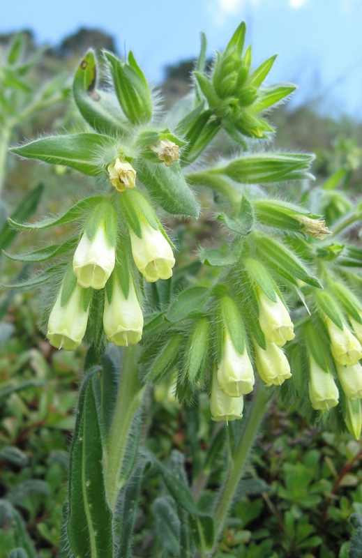 Изображение особи Onosma gmelinii.