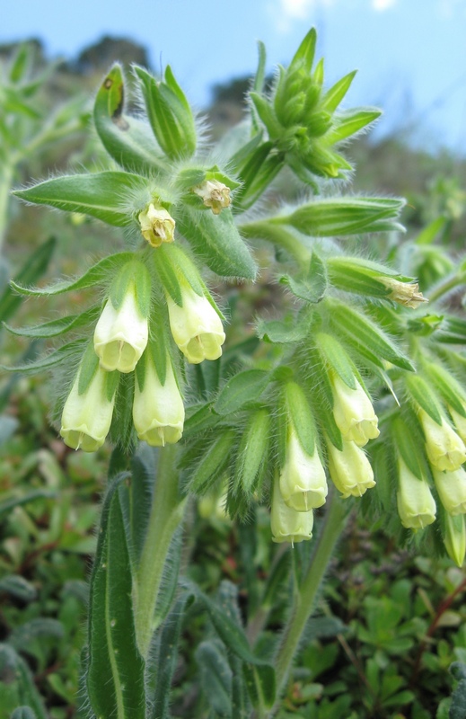 Image of Onosma gmelinii specimen.