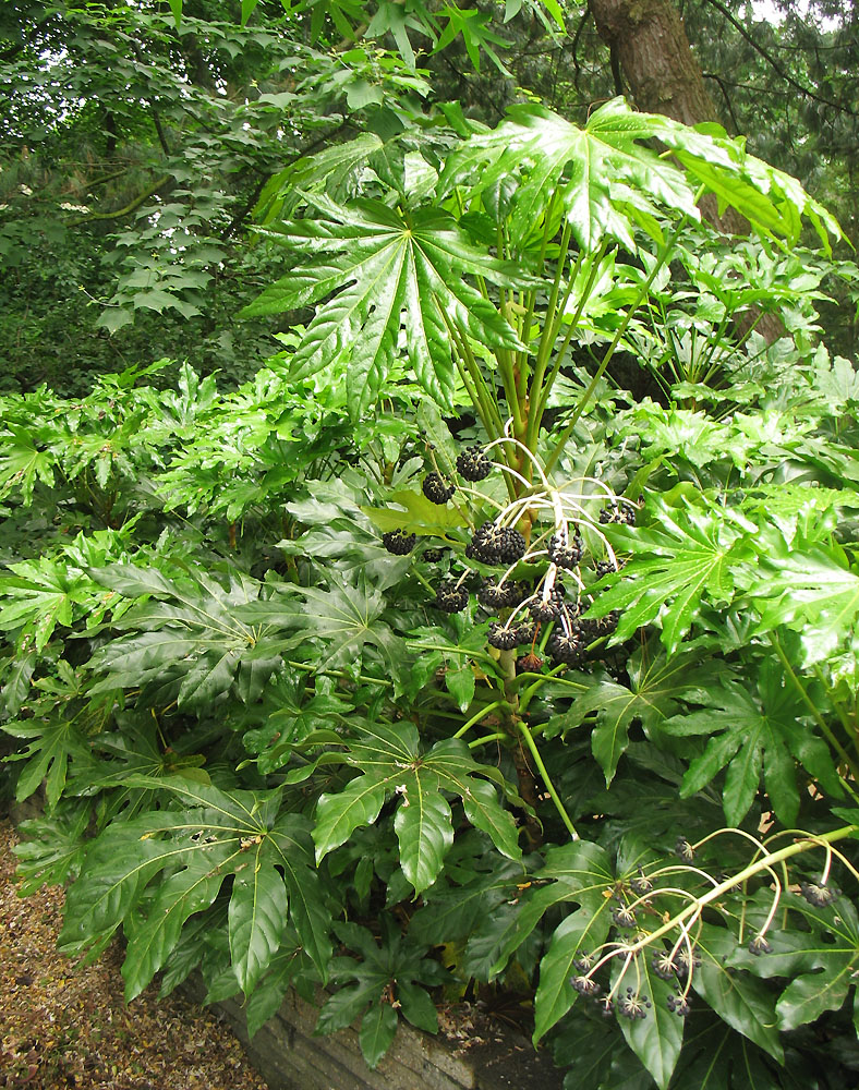 Image of Fatsia japonica specimen.