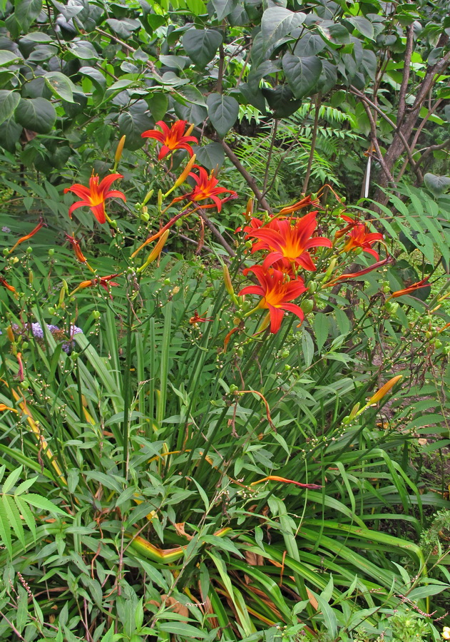 Image of Hemerocallis &times; hybrida specimen.